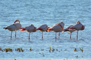 Flamenco común, Phoenicopterus roseus. Greater flamingo.